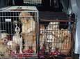 Man krijgt drie maanden voor verwaarlozing van 57 (!) honden: "Gortige toestanden en compleet onverzorgd"