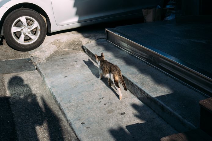 De kat op de foto komt niet voor in het verhaal.