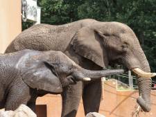 Olifantenkalfje verwacht in Ouwehands Dierenpark: Duna, die vorige jong doodde, is weer zwanger