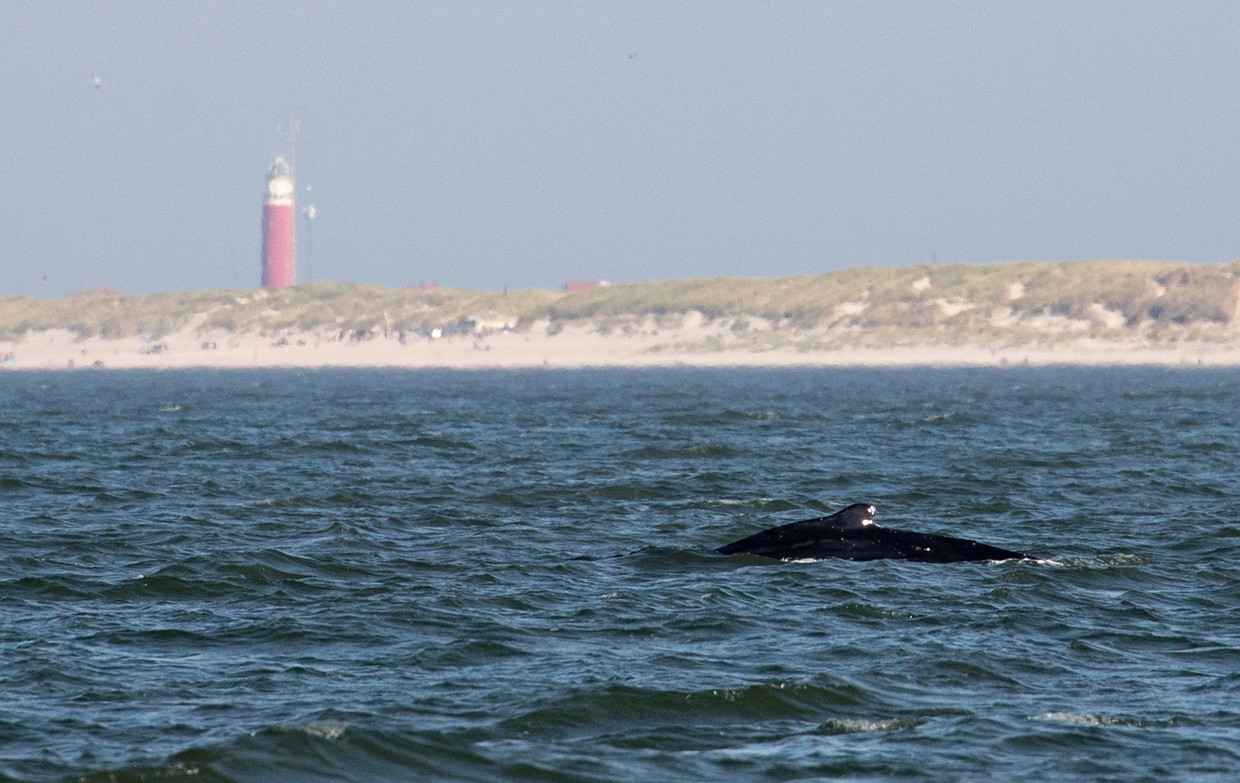 Bultrug bij Texel Beeld Jeroen Hoekendijk