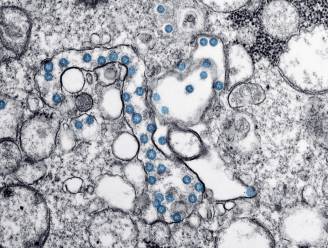Complottheorie van tafel geveegd: nieuwe coronavirus ontstond in de natuur, niet in een laboratorium