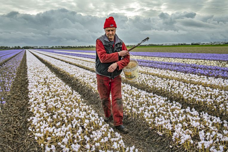 Bollenkweker Joost Pennings aan het werk op een van zijn velden.  Beeld Guus Dubbelman/de Volkskrant