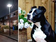 Het ene moment liet hond Rocky zich nog op zijn buik kriebelen, tien minuten later vloog hij baasje aan