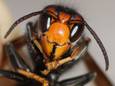 Illustratiebeeld: een Aziatische hoornaar.