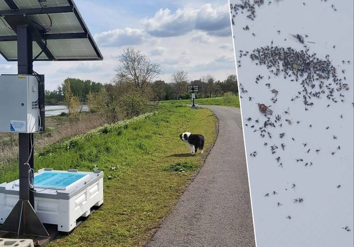 Proefproject om knijten te vangen in omgeving van Klein en Groot Broek ...