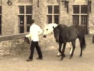 West-Vlaamse paardenluisteraar: "Ik stuur de paarden met mijn energie"