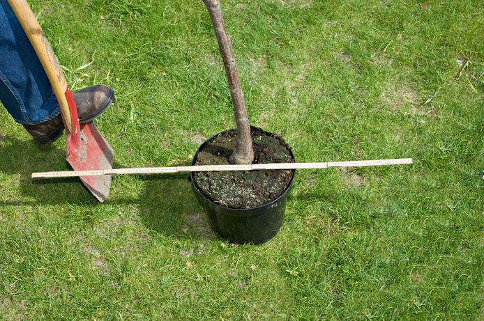 Het plantgat zou driemaal zo breed moeten zijn als de kluit van de boom die je gaat planten.