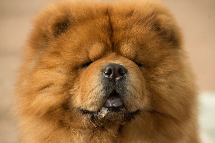 De chowchow werd vrijdag aangevallen door twee pitbulls. (illustratiebeeld)