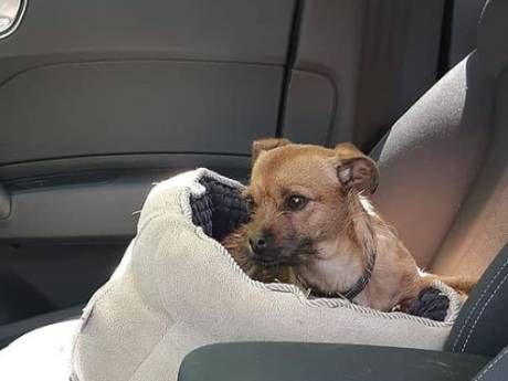Politie haalt hond uit auto in volle zon bij pretpark Toverland: ‘Levensgevaarlijk’