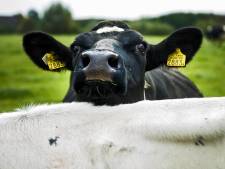 119 verwaarloosde koeien weggehaald bij boer uit Steenwijkerland