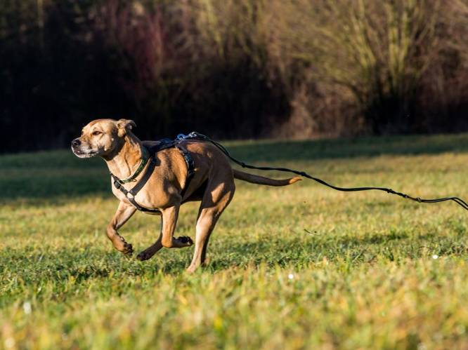 Boetes voor 12 baasjes van loslopende honden en vissers op verboden terrein in Linkeroever