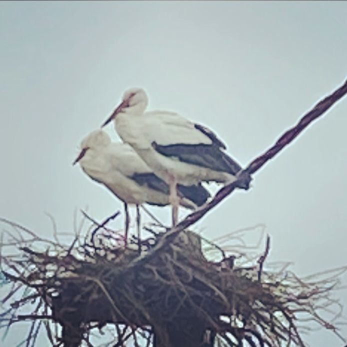Het koppel ooievaars.