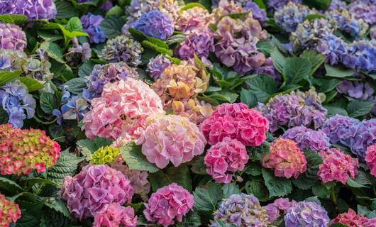 Hortensia stekken: hoe en wanneer doe je dat?