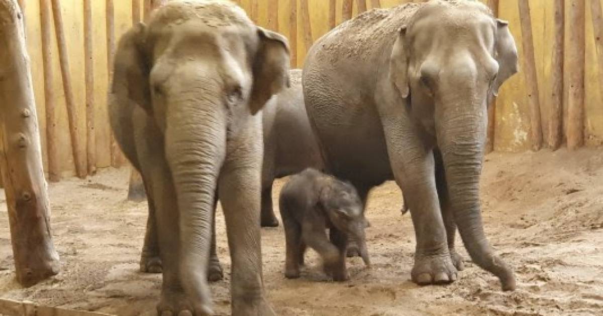feest in dierenrijk aziatisch olifantje rashmi is geboren geldrop mierlo nuenen ed nl