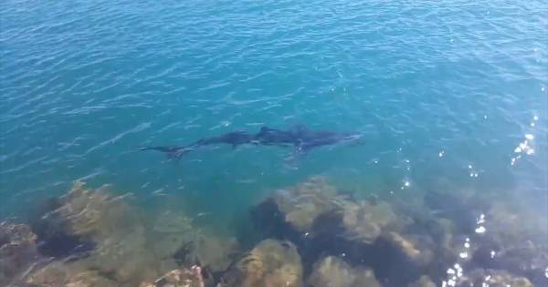 Grote haaien zwemmen zeer dicht aan de kust in Spanje ...