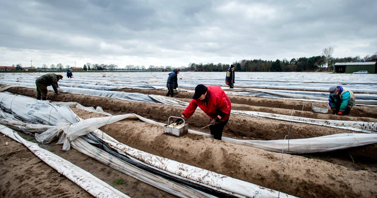 ‘Prijs asperges is zó laag dat het niet loont om ze te oogsten’ Koken