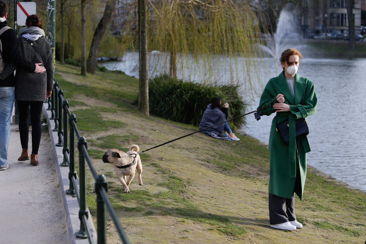 Een vrouw laat haar hond uit in Brussel. Beeld AFP