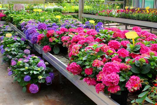 Hortensia's.