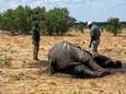 Honderden olifanten gestorven in nationaal park Zimbabwe door gebrek aan water: “Situatie is dramatisch”