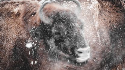 IN BEELD. Dieren in Planckendael genieten van de sneeuw