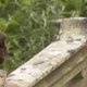 Atonement grote kanshebber bij Golden Globes