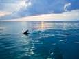 Une femme grièvement blessée par un requin en Nouvelle-Calédonie