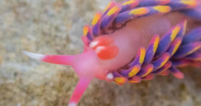 rainbow sea snail