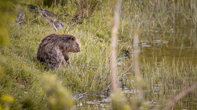 Bever Truus had veel geluk, haar pootje hoefde niet te worden geamputeerd
