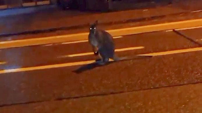 En plots loopt er een kangoeroe op straat