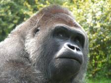 Bauwi (33) overleden: gorillaleider Burgers’ Zoo laat 3 zoons en 6 dochters na, én 1 kleindochter