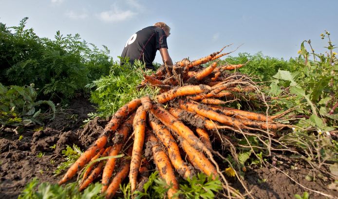 Er komen misschien wel tot de helft minder wortelen uit de volle grond bij akkerbouwers.