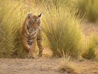 Lichtvoetige tijger legt 1.300 km af in India