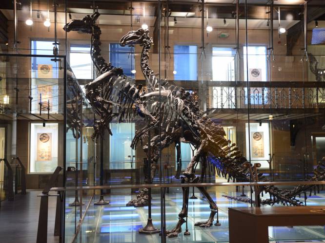 Sommige iguanodons van Bernissart zijn waarschijnlijk heel andere dinosoort. En ze kwamen mogelijk aan hun einde door gif