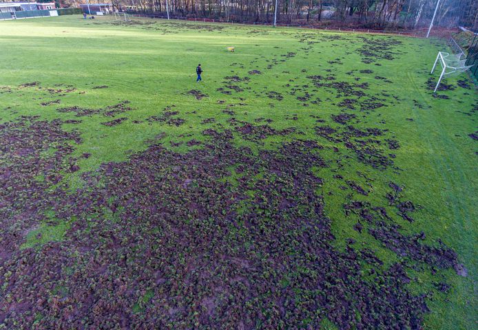 Vanuit de lucht heeft het trainingsveld van Germania sinds de invasie van wilde zwijnen meer weg van een slagveld dan van een voetbalveld.