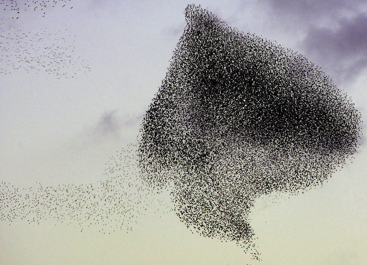 Hoe vliegen gigantische zwermen vogels in strakke formaties zonder te crashen? Zelfopgelegde