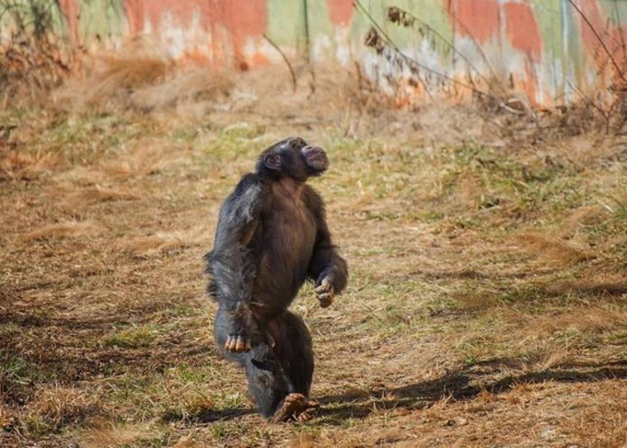 Chimpansee Lance, voor de eerste keer écht buiten.