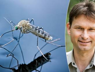 Muggen zullen ons ook in de winter teisteren en brengen nieuwe ziektes mee. Bioloog legt uit hoe dat komt