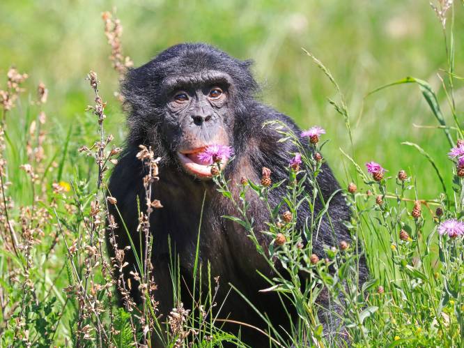 Ontsnapte bonobo uit Ouwehands Dierenpark weer gevangen, gevaar blijft uit