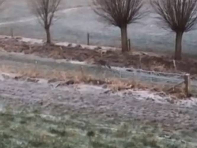 Wolf gefilmd in Nederland: "Mijn jachthond werd gek"