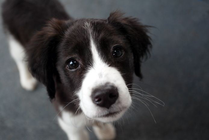 Foto ter illustratie: Een jonge border collie.