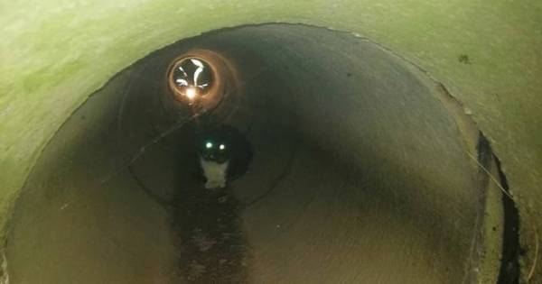 Helga kruipt door rioolbuis bij Zeddam om aangereden kat te redden