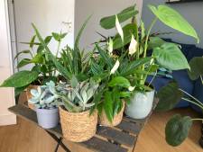 Beschadigde planten krijgen tweede leven dankzij de ‘Kneusjesbox’