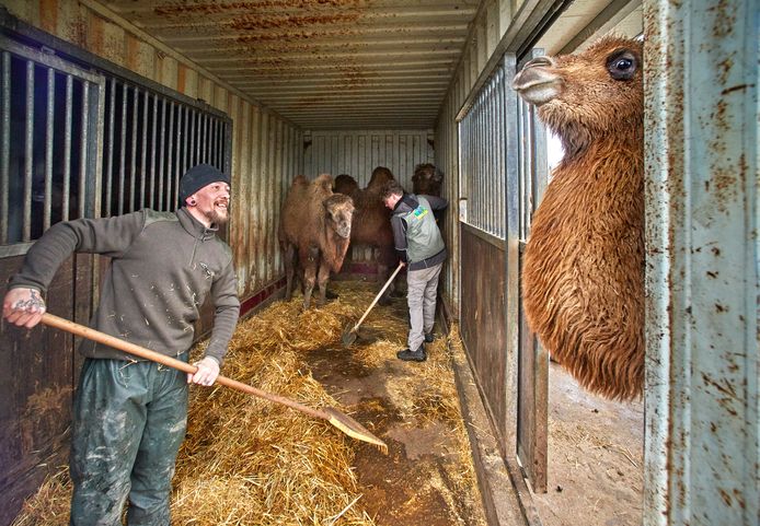 Het werk gaat in de dierentuin gaat gewoon door. Op de foto maken cliënten Stefan Smits (links) en Jelle Popieul de hokken van de kamelen schoon.