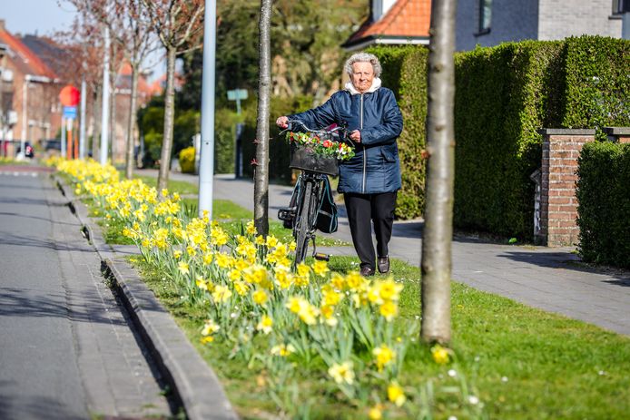 De Robrecht Van Vlaanderenlaan in Sint-Andries is wellicht de straat met de meeste bloemen in bloei.