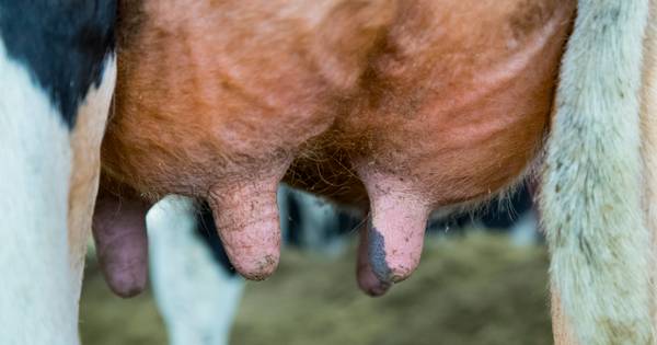 Kavelruil in de Bommelerwaard: schuiven met 150 hectare landbouwgrond