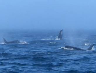 Spotters geloven hun ogen niet wanneer orka's en walvissen drie uur (!) lang vechten