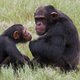 Ook chimpansees kijken graag met z'n tweetjes naar een film