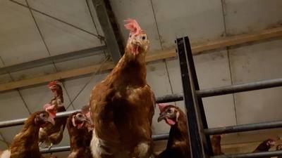 Lunterse kippenboer: ik eet deze eieren gewoon hoor