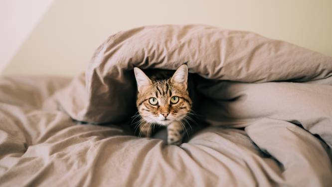 Dormir avec son chat, une fausse bonne idée: “C’est comme garder ses chaussures au lit”
