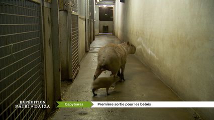 5. Bientôt un bébé chez les hippos ?